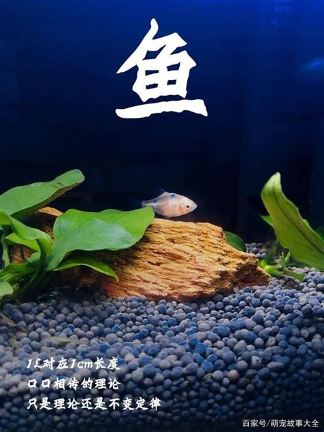 魚缸可以養多少魚